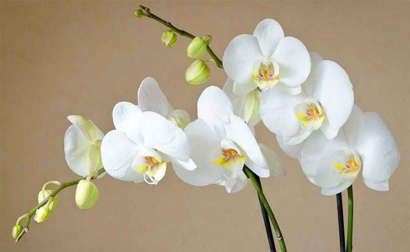 kako se brinuti za orhideje