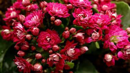 Kako se brinuti za cvijet kalanha? Kako se razmnožava cvijet kalano?