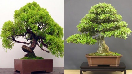 Kako uzgajati bonsai drvce? Kako se brinuti o drvetu bonsaija Značajke stabla bonsaja 