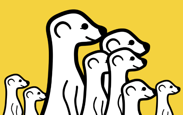 meerkat video uživo