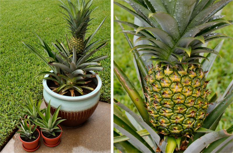 Kako uzgajati ananas kod kuće? Kako se vrši ukorjenjivanje ananasa?