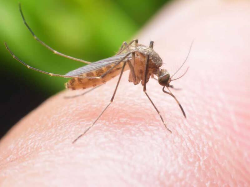 Kako napraviti prirodni odbojnik protiv komaraca kod kuće? Recepti od prirodnih muha