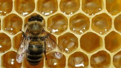 Gdje se koristi pčelinji otrov? Koje su prednosti pčelinjeg otrova? Za koje su bolesti pčelinji otrov dobri?