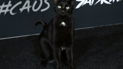 Crna mačka na hollywoodskoj premijeri ...