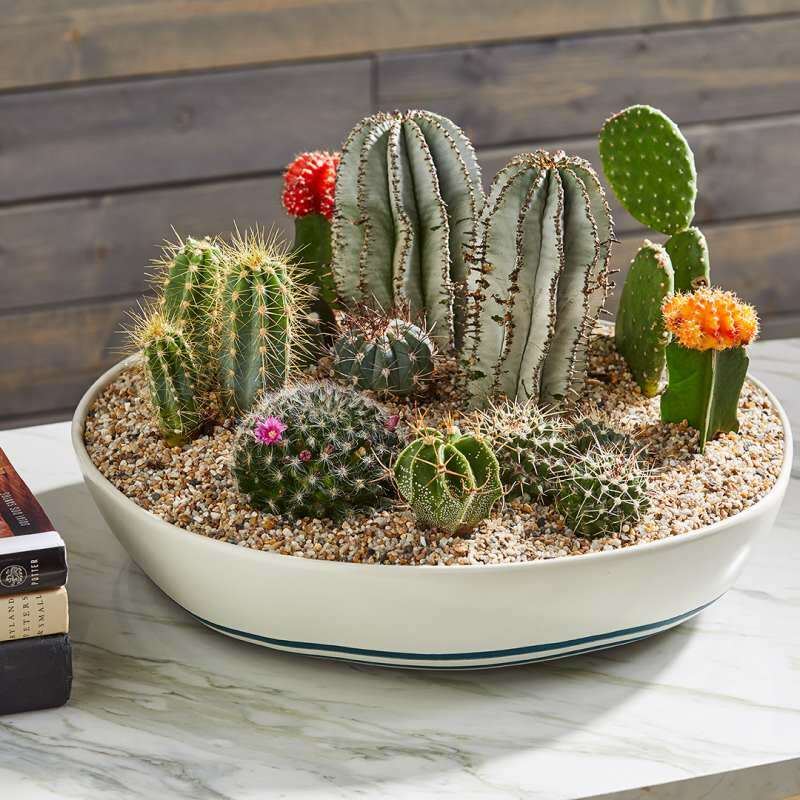 Kako bi trebalo biti tlo za kaktus