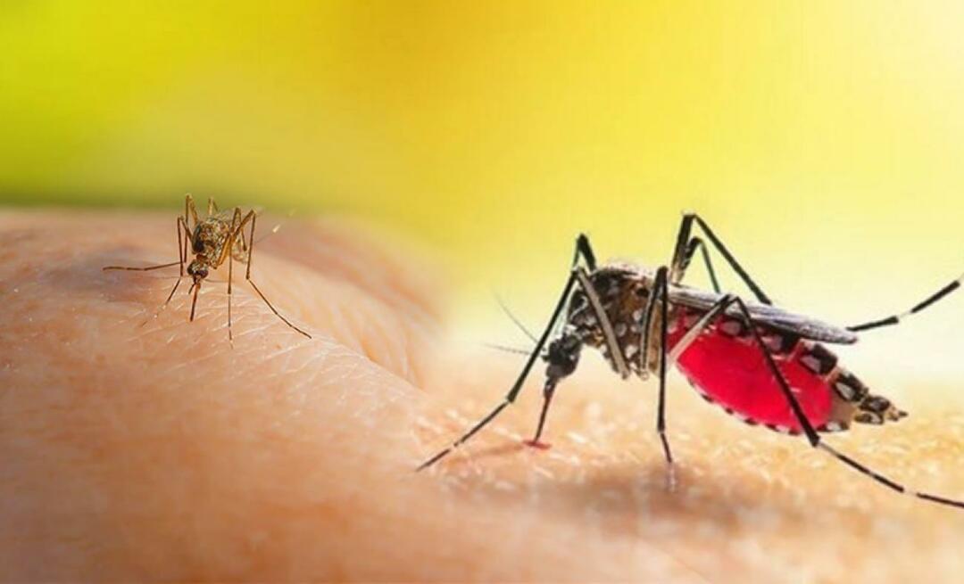 Koji su simptomi uboda Aedes komarca? Kako izbjeći ubod Aedes komarca?