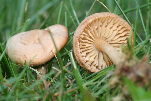 Koje su prednosti gljiva? Za koje su bolesti gljive dobre?