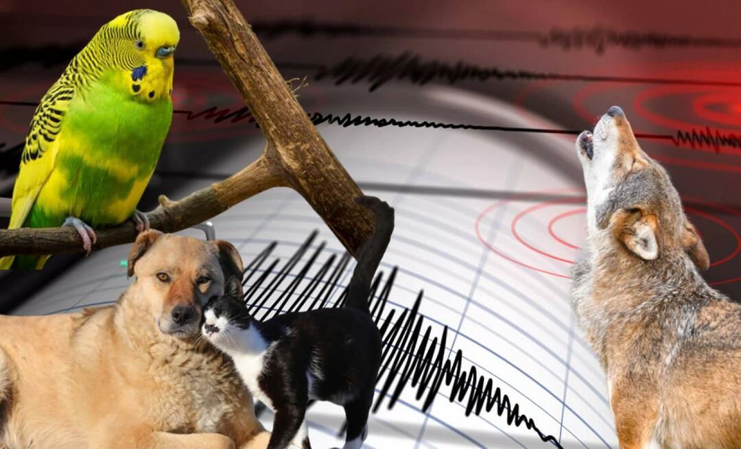 Osjećaju li životinje potrese unaprijed? Potres i abnormalno ponašanje životinja...