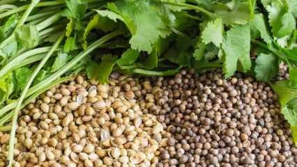Koje su prednosti sjemena korijandera? Kako koristiti korijander? Što radi korijandrovo ulje?