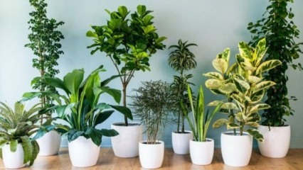 8 biljaka koje se lako održavaju