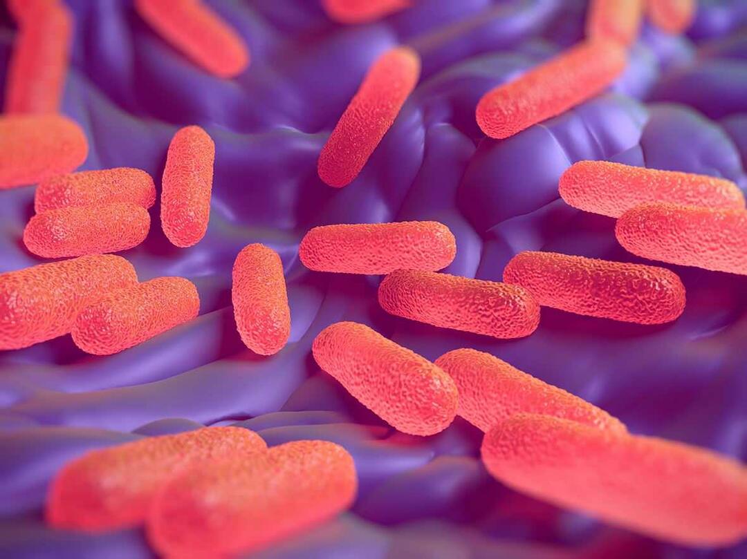 Što je bakterija Salmonella? Koji su simptomi salmonele?