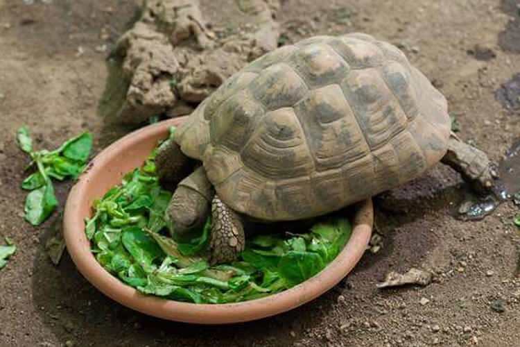 Što kornjača jede i kako se hrani? Koje su namirnice koje kornjača voli?