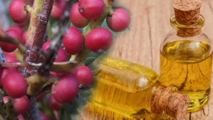 Koje su prednosti ploda Çitlembik (Menengiç)? Što čini ulje citlemoba?