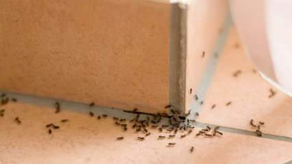 Učinkovita metoda uklanjanja mrava kod kuće! Kako mravi mogu biti uništeni bez ubijanja? 