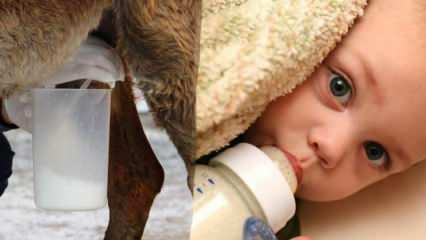 Koje mlijeko je najbliže majčinom mlijeku? Što se daje djetetu u nedostatku majčinog mlijeka?