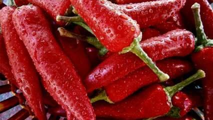 Produljenje života: Koje su prednosti ljute paprike? Što se događa ako redovito konzumirate kajenski papar?