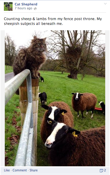 ažuriranje humora mačaka pastira