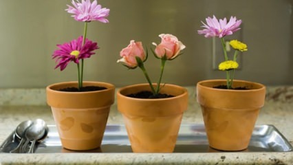 Cvijeće koje trebate njegovati kod kuće u proljetnoj sezoni
