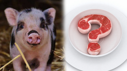 Je li svinjetina zabranjena, zašto je svinjetina zabranjena? Pažnja svinjskih marki!