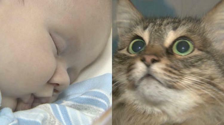 Mačka lutalica spasila je život djeteta!