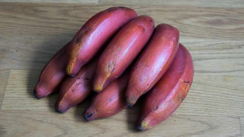 crvene banane postaju ljubičaste dok sazrijevaju