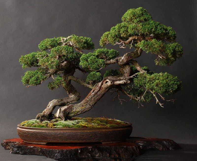 Kako uzgajati bonsai drvce? Kako se brinuti o drvetu bonsaija Značajke stabla bonsaja