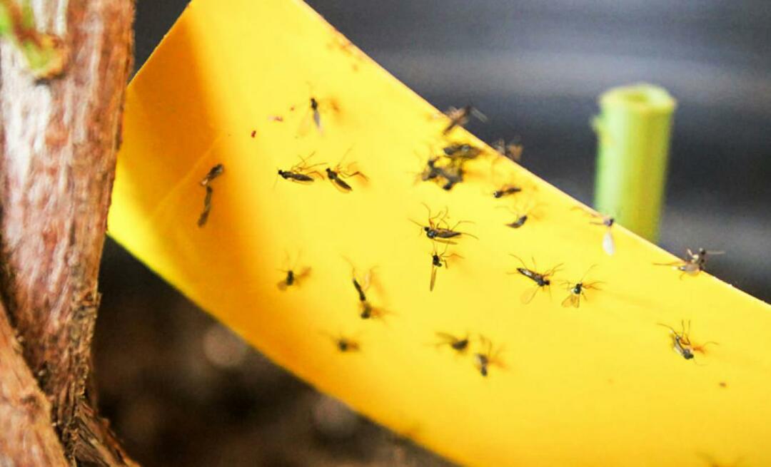 Definitivno rješenje za insekte kod kuće! Kako spriječiti male muhe da lete kod kuće?