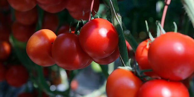 Koje su blagodati rajčice za kožu? Kako napraviti masku od rajčice? Ako trljate rajčicu po licu