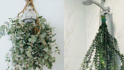 Kako objesiti eukaliptus pod tušem? Načini korištenja eukaliptusa u uređenju kupaonice!