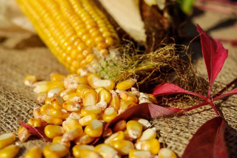 Kako se čuva kukuruz? Kako pripremiti ozim kukuruz