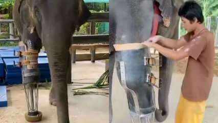 Protetske noge za slonove potresle su mlade društvene mreže 