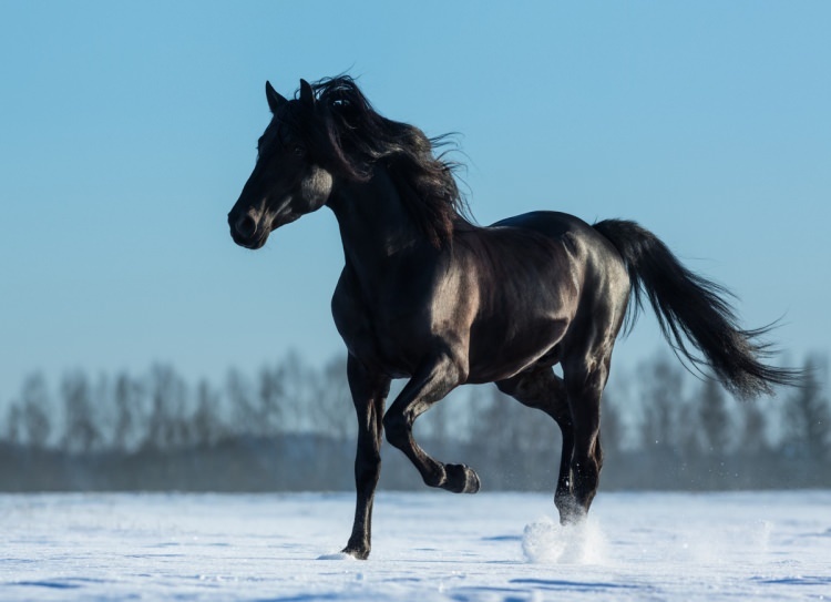 Kako reći konj u snu? Koji je smisao vidjeti konja u snu?