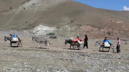 Izazovno 'mliječno' putovanje nomadskih žena na magarcima!