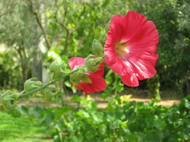 Koje su prednosti cvijeta močvare (Hibiskus)? Za koje su bolesti cvjetovi močvare (Hibiskus) dobri?
