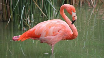 Adana je postala dom 'Pink Flamingosa'!