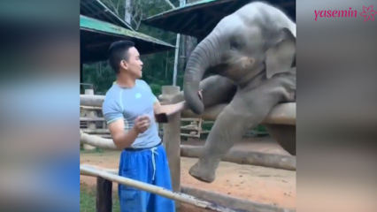 Ti trenuci između slona i njegovog čuvara!