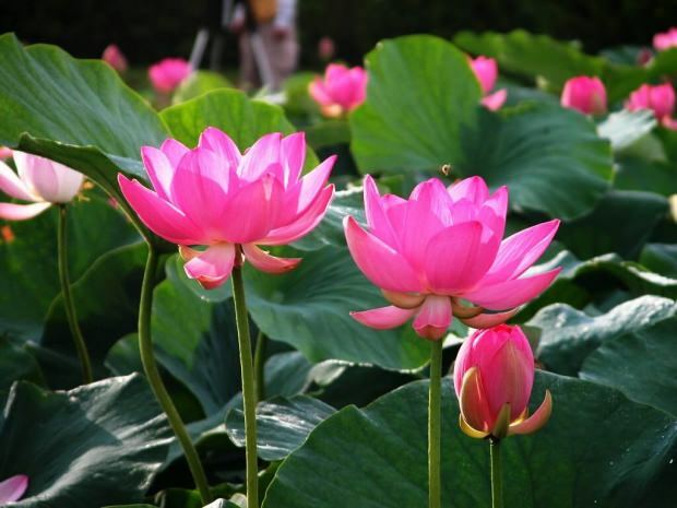 Koje su prednosti cvijeta lotosa? Što radi čaj od cvijeta lotosa?