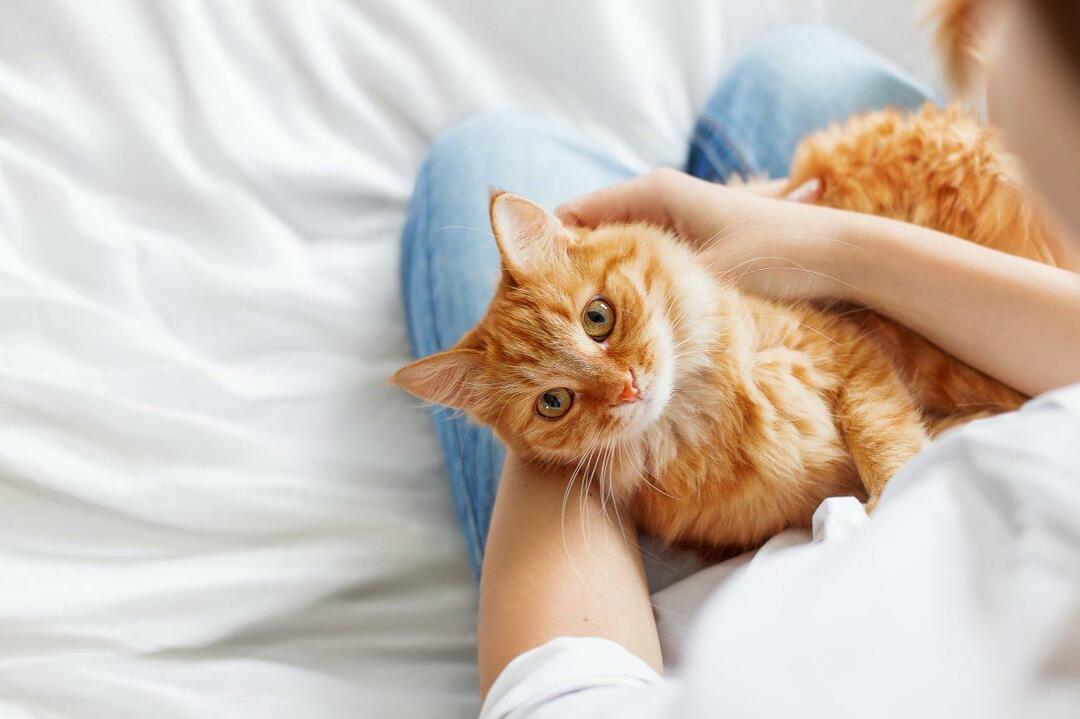 Kako znati jesu li mačke sretne? Voli li me moja mačka? Značenje kretanja mačaka