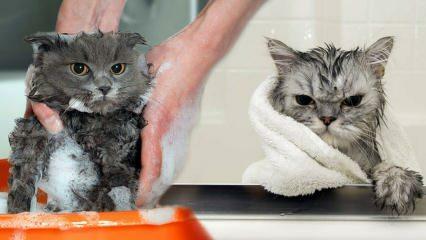 Peru li se mačke? Kako oprati mačke? Je li štetno kupati mačke?