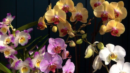Kako se brinuti za orhideje? Kako zalijevati orhideju kod kuće? Metoda oživljavanja orhideja