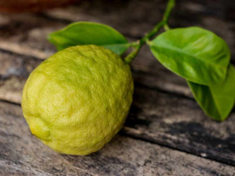Izgled bergamota sličan je limunu