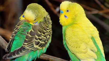 Kako se brinuti za papagaje papagaja? Kako oprati talasasti papagaj