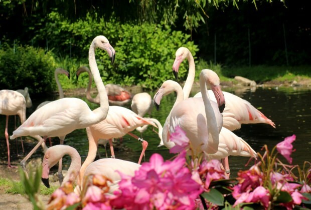 Što raditi u Flamingoköyu?