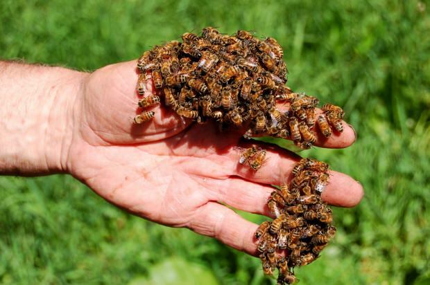 Gdje se koristi pčelinji otrov? Prednosti pčelinjeg otrova! Bolesti kod kojih je pčelinji otrov dobar ...