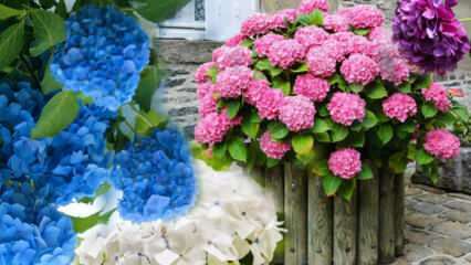 Kako se brinuti za cvijet hortenzije kod kuće? Metode razmnožavanja cvijeta hortenzije 