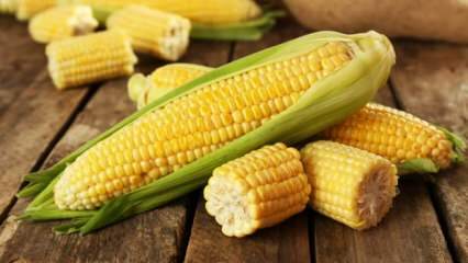 Koje su štete od kukuruza?