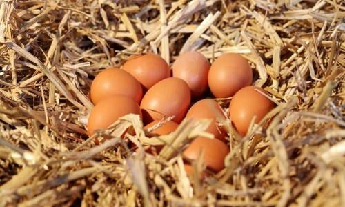 Kako razumjeti organska jaja?