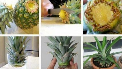Kako uzgajati ananas kod kuće?