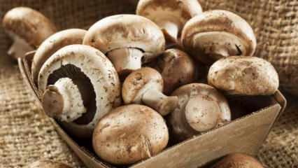 Kako razumjeti svježinu gljive? Kako čuvati gljive? Savjeti za kuhanje gljiva