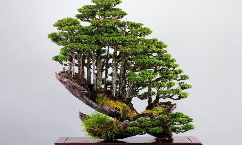 značajke stabla bonsaja